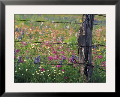 Fence Post And Wildflowers, Lytle, Texas, Usa by Darrell Gulin Pricing Limited Edition Print image