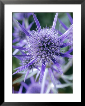 Eryngium Bourgatii (Sea Holly), Close-Up Of Flower by Chris Burrows Pricing Limited Edition Print image