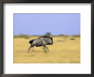 Blue Wildebeest, Connochaetes Tauvinus, Chobe National Park, Savuti, Botswana, Africa by Thorsten Milse Pricing Limited Edition Print image