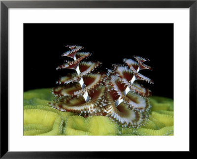 Christmas Tree Worm, Belize, Caribbean by Mark Webster Pricing Limited Edition Print image