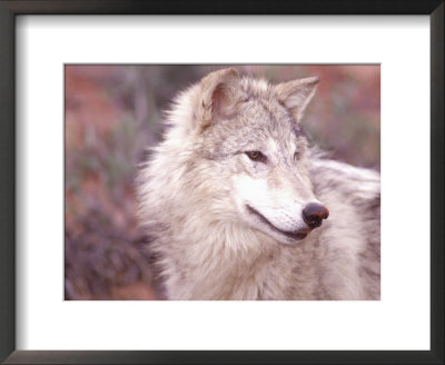 Close-Up Of Gray Wolf, Near Zion National Park, Ut by Elizabeth Delaney Pricing Limited Edition Print image
