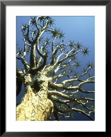 Quiver Tree Aloe Dichotoma, South Africa by William Gray Pricing Limited Edition Print image