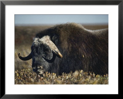 A Muskox by Lowell Georgia Pricing Limited Edition Print image