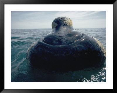 A Right Whale Surfaces by Bill Curtsinger Pricing Limited Edition Print image