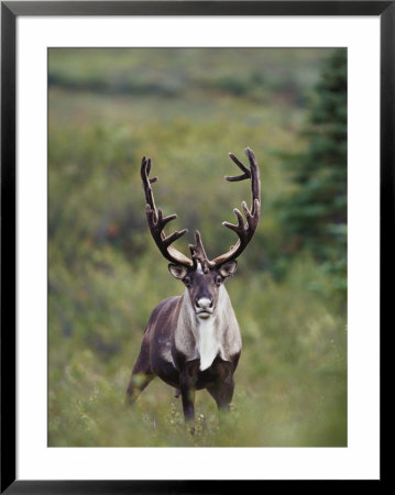 A Barren-Ground Caribou by Paul Nicklen Pricing Limited Edition Print image