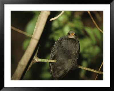 Rare Micronesian Megapode Bird Perched On A Tree Limb by Tim Laman Pricing Limited Edition Print image