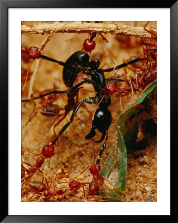 Team Of Smaller African Weaver Ants Attack And Kill A Larger Ant by Michael Nichols Pricing Limited Edition Print image