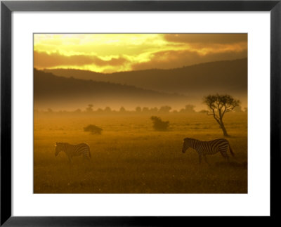 Two Common Zebra Walking Across The Plains At Sunset (Equus Quagga) by Roy Toft Pricing Limited Edition Print image