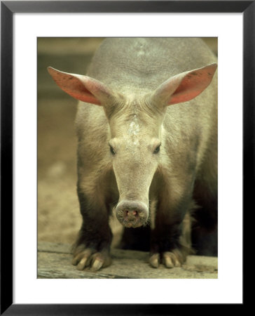 Aardvark, Africa by Brian Kenney Pricing Limited Edition Print image