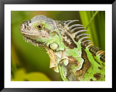 Green Iguana, Belize by Tim Laman Pricing Limited Edition Print image