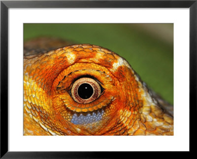 Close-Up Of Bearded Dragon by Larry F. Jernigan Pricing Limited Edition Print image