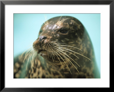 A Whiskery Harbor Seal, Phoca Vitulina by Joel Sartore Pricing Limited Edition Print image