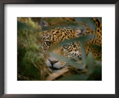 A Jaguar Peers Through A Cluster Of Leaves by Jason Edwards Pricing Limited Edition Print image