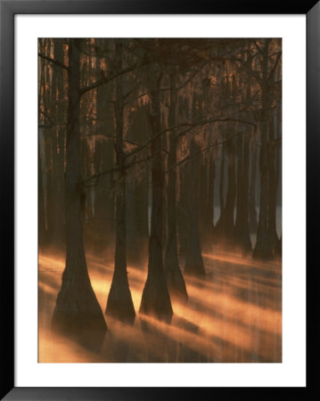 Cypress Trees At Sunrise, George Smith State Park, Georgia, Usa by Joanne Wells Pricing Limited Edition Print image