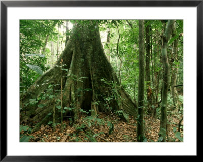 Tropical Forest, Gabon, Central Africa by Patricio Robles Gil Pricing Limited Edition Print image
