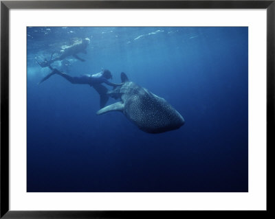 Whale Shark, With Swimmers, Atlantic Ocean by Gerard Soury Pricing Limited Edition Print image
