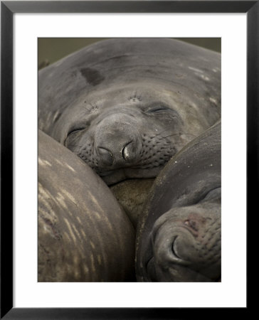 Elephant Seals, Females Sleeping On Beach, Sub-Antarctic, Australia by Tobias Bernhard Pricing Limited Edition Print image