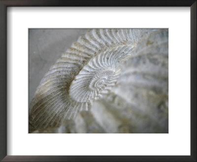 Fossil Shells I by Nicole Katano Pricing Limited Edition Print image