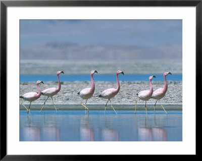 Andean Flamingo In Freshwater Arm Of Huge Salt Pan, Salar De Chalviri, Bolivia by Mark Jones Pricing Limited Edition Print image