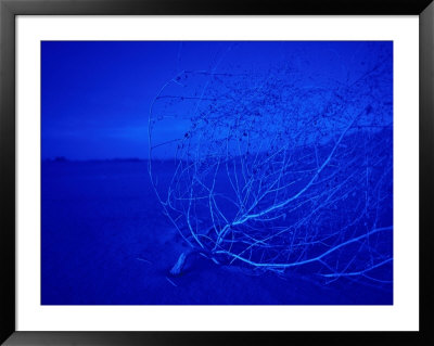 Blue Dunes, Mojave National Park by David Wasserman Pricing Limited Edition Print image