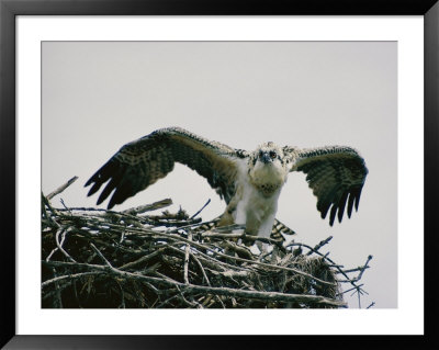 Osprey On Its Nest by W. E. Garrett Pricing Limited Edition Print image
