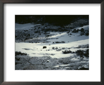 A Grizzly Bear Walks Across A Snowfield by Michael S. Quinton Pricing Limited Edition Print image