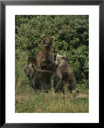 Group Portrait Of Three Kodiak Brown Bears On Kodiak Island, Alaska by George F. Mobley Pricing Limited Edition Print image