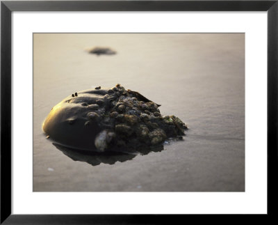 A Horseshoe Crab Encrusted With Barnacles And Jingle Shells by Darlyne A. Murawski Pricing Limited Edition Print image