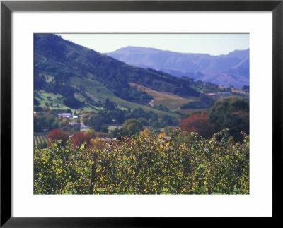 Autumn Colors Of The Stellenbosch Winery, Cape Town, South Africa by Stuart Westmoreland Pricing Limited Edition Print image
