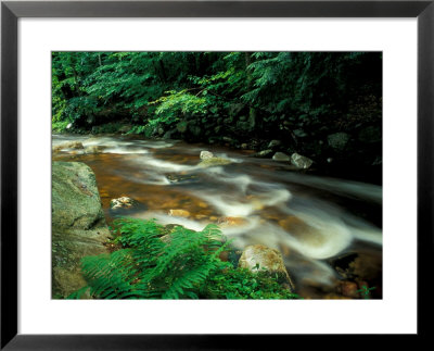 Ferns And Hemlock Trees Along Broad Brook In The Green Mountains, Vermont, Usa by Jerry & Marcy Monkman Pricing Limited Edition Print image