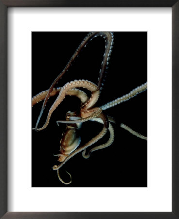 Night Octopus, Hawaii by David B. Fleetham Pricing Limited Edition Print image