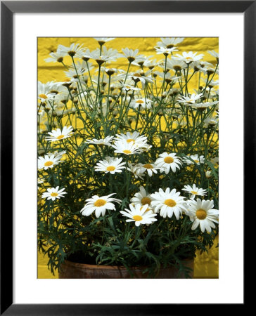 Argyranthemum Frutescens In Pot Yellow Wall by Andrew Lord Pricing Limited Edition Print image