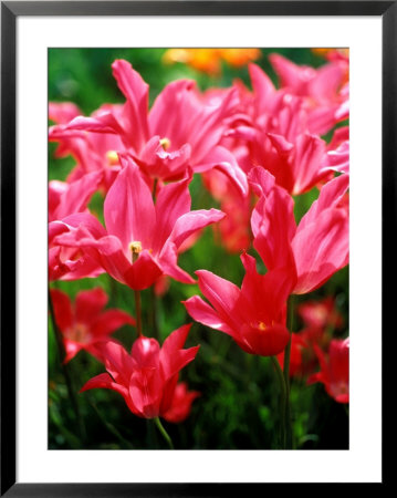 Tulipa, Marietta (Tulip) Close-Up Of Red Flowers by Pernilla Bergdahl Pricing Limited Edition Print image