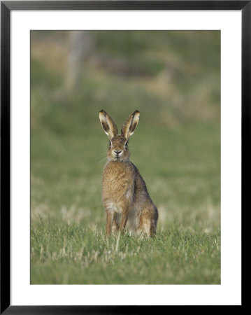 Brown Hare, Adult Alert, Scotland by Mark Hamblin Pricing Limited Edition Print image
