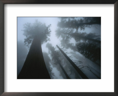 Skyward View Of Giant Sequoia Trees In The Fog by Carsten Peter Pricing Limited Edition Print image