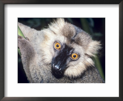 Sanfords Lemur, Adult, Dupc by David Haring Pricing Limited Edition Print image