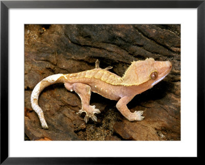 Crested Gecko by David M. Dennis Pricing Limited Edition Print image