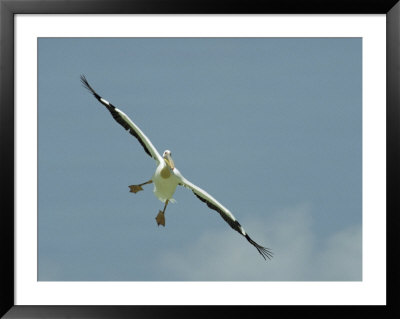 Eastern White Pelican In Flight by Klaus Nigge Pricing Limited Edition Print image