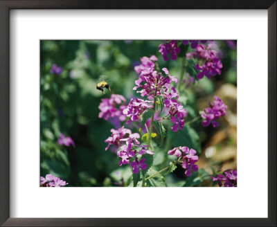 A Large Bumblebee Over A Colorful Money Plant, Also Known As Silver Dollar Flower by Stephen St. John Pricing Limited Edition Print image