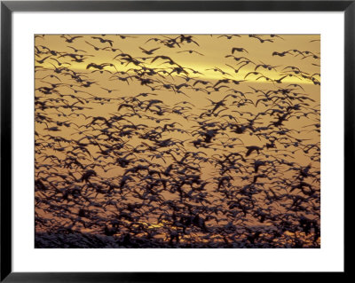 Snow Geese Flock At Dusk, Skagit Valley, Washington, Usa by William Sutton Pricing Limited Edition Print image
