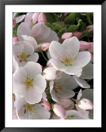 White Flowers, Seattle, Washington, Usa by William Sutton Pricing Limited Edition Print image