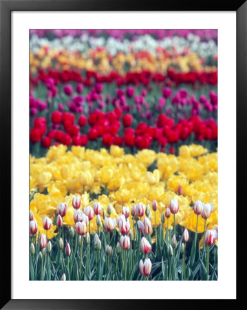 Tulip Garden In The Skagit Valley, Washington, Usa by William Sutton Pricing Limited Edition Print image