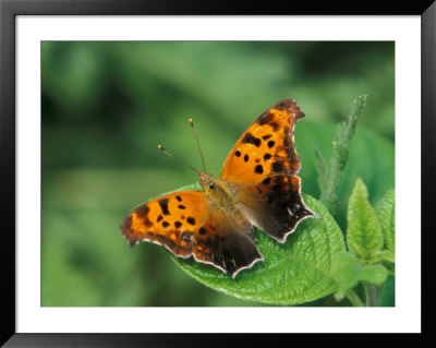 Question Mark, Woodland Park Zoo, Washington, Usa by Jamie & Judy Wild Pricing Limited Edition Print image