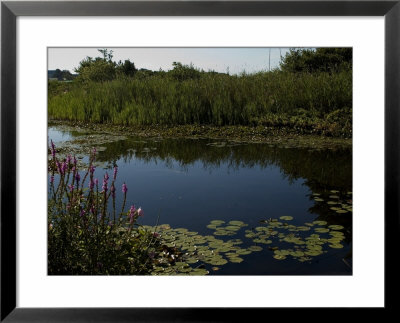 Fresh Water Pond Surrounded By Summer Foliage, Groton, Connecticut by Todd Gipstein Pricing Limited Edition Print image