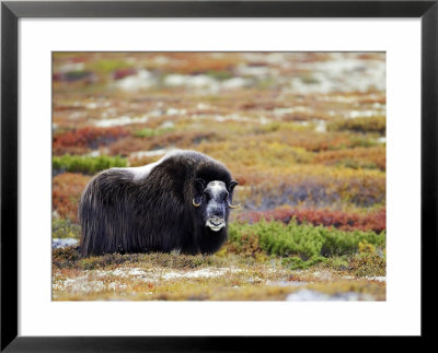 Musk Ox, Adult Female On Tundra In Autumn, Norway by Mark Hamblin Pricing Limited Edition Print image