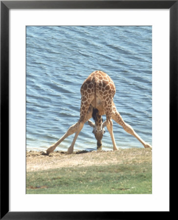 Young Giraffe At Watering Pond by Roger Holden Pricing Limited Edition Print image