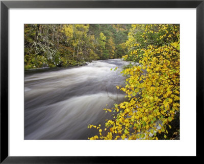 River Farrar And Silver Birch In Autumn, Scotland by Mark Hamblin Pricing Limited Edition Print image