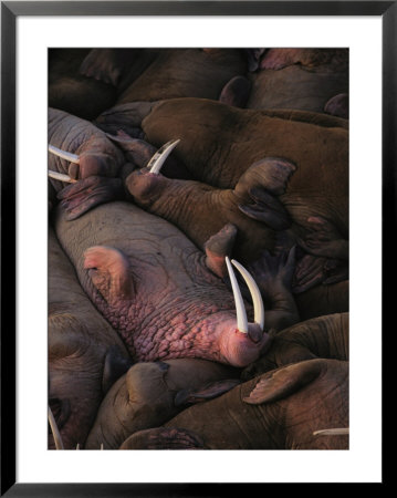 A Group Of Sleeping Male Walruses by Joel Sartore Pricing Limited Edition Print image
