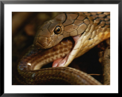 A King Cobra Swallows A Smaller Member Of Its Own Species by Mattias Klum Pricing Limited Edition Print image