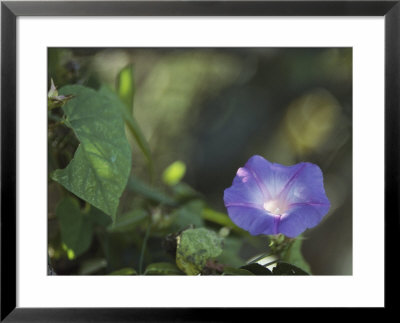 Morning Glory Blossom by Klaus Nigge Pricing Limited Edition Print image